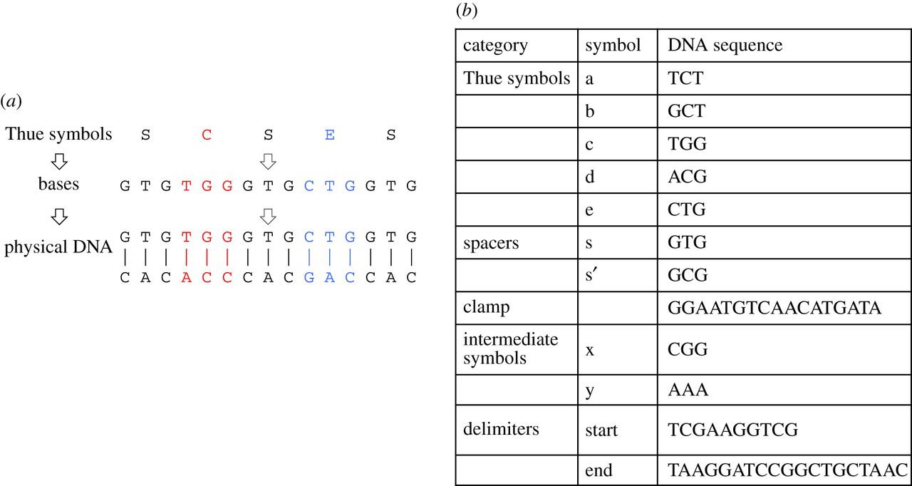 Funktionsschema eines DNA-basierten Rechenwerkes