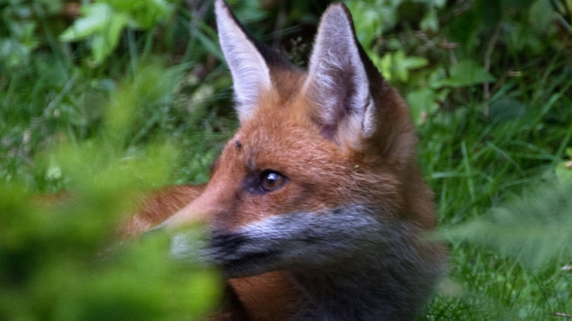 Browser: Firefox-Alternative Cyberfox wird 2018 eingestellt