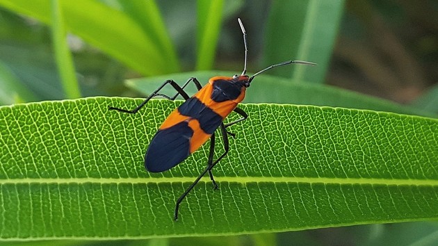Sicherheit: Microsofts Bug Bounty nun auch für Windows 10