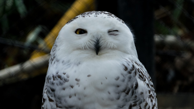 Snowy Owl: AMDs Schnee-Eule zeigt sich als Epyc 3251
