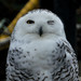 Snowy Owl: AMDs Schnee-Eule zeigt sich als Epyc 3251