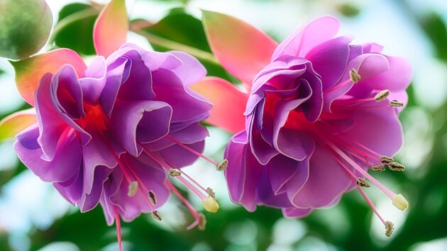 Google: Fuchsia OS wird Android-Apps ausführen können