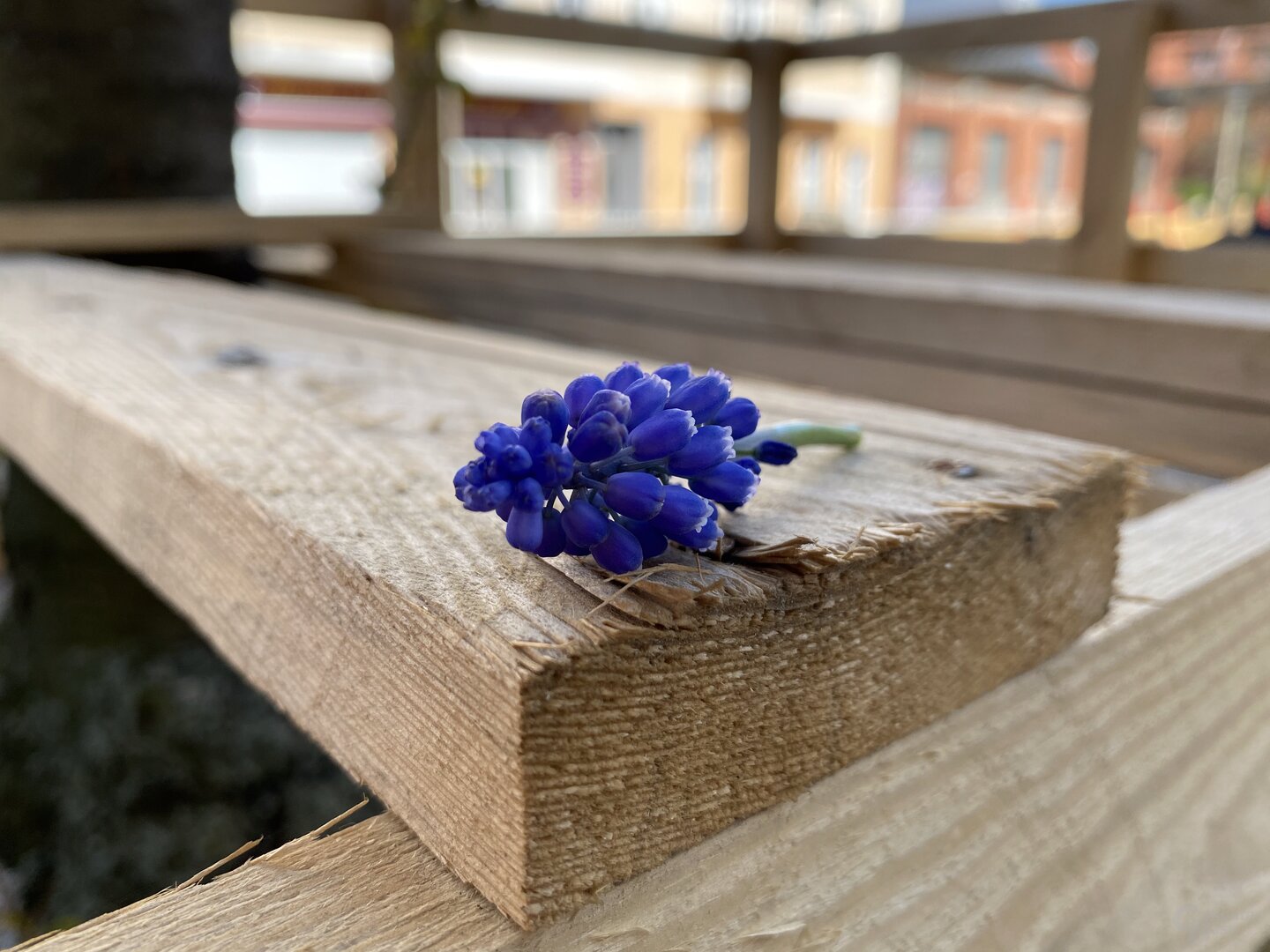 iPhone 11 Pro Max (f/1.8, ISO 32, 1/693 s)