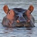 Ubuntu 21.04 („Hirsute Hippo“): Haariges Nilpferd taucht am 22. April mit Gnome 3.38 auf