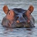 Ubuntu 21.04 („Hirsute Hippo“): Distribution kann als Beta ausprobiert werden