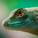 GeckoLinux: Die bessere openSUSE-Distribution für Linux-Einsteiger