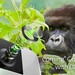 Corning: Gorilla Glass gibt es jetzt auch für Smartphone-Kameras