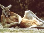 kangaru.jpg