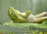 frosch_am_chillen.jpg