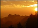 nebel Wald Kopie.jpg