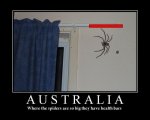 small_australian spiders.jpg