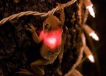 tree-frog-christmast-light.jpg