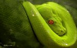 green_snake.jpg