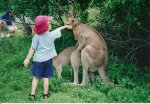 Kangaroo.jpg