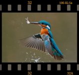 Eisvogel als Dia KI-SA.jpg