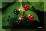 Wilde-Brombeeren-a18090309.jpg
