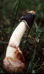 a04aStinkhorn_Phallus_sp.jpg