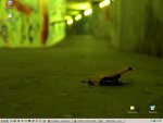 desktop-120105.JPG