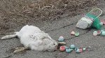 0Easter0.jpg