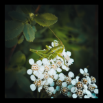 untitled-185127 1.png untitled-185127 1.png