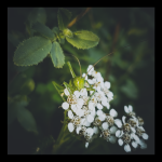 untitled-185110 1.png untitled-185110 1.png