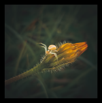 untitled-184722 1.png untitled-184722 1.png