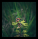 untitled-183112 1.png untitled-183112 1.png