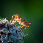 untitled--74.png untitled--74.png