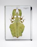 Phyllium-dorsal.jpg