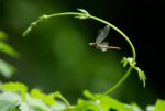 Libelle im Flug.jpg