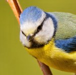 1 insta  Blaumeise  feeding flowers 2578_DxO.jpg