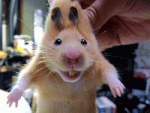 hamster.gif