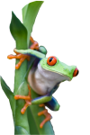 frog.png