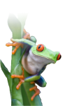 frog Kopie.png