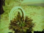 spore_mating.jpg