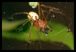 9333_wasser-spinne_uperid_1505.jpg