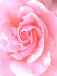 Rose pink heller A4.jpg