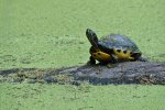 DSC_6163.jpg