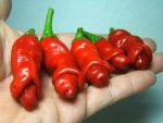 hottestchilli11pz.jpg