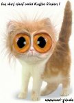 Katze Augen.jpg