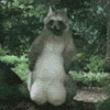 raccoon7fd.gif