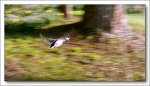 Ente---First-Try-Fly.jpg