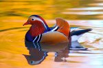 75532__mandarin-duck_p.jpg