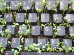 grass_keyboard_08.jpg