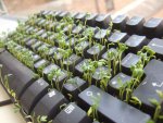 grass_keyboard_09.jpg