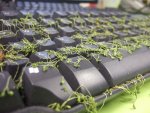 grass_keyboard_11.jpg