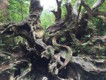 Yakushima forest.jpg