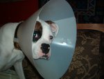 Cone-head_Reni_-_dog_in_Elizabethan_collar.jpg