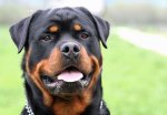 wiki_pd_Rottweiler-Head.jpg