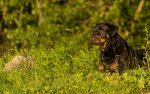 rottweiler_by_naftround-d7j1sjz.jpg